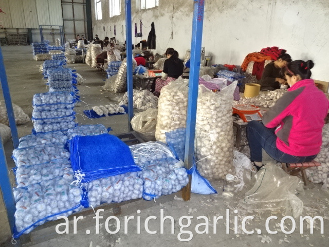 Good Quality Normal White Garlic From Jinxiang